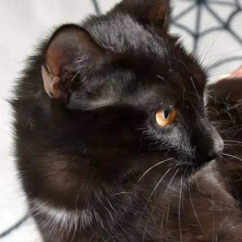 Iris