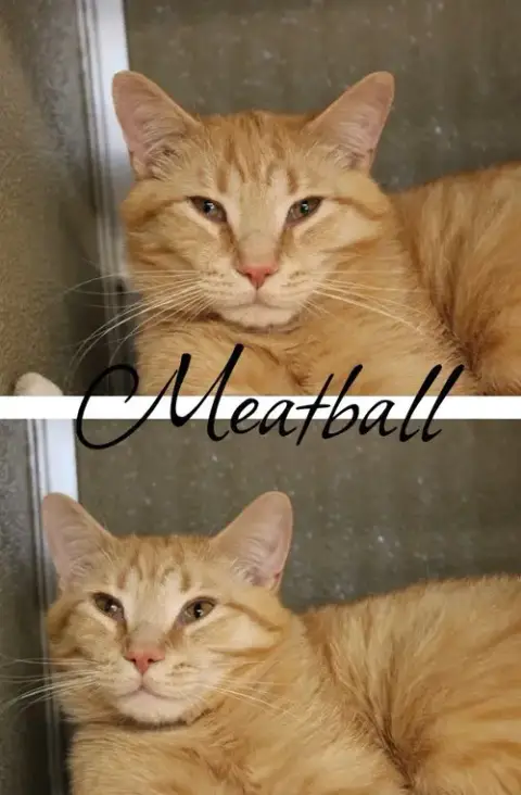 Meatball