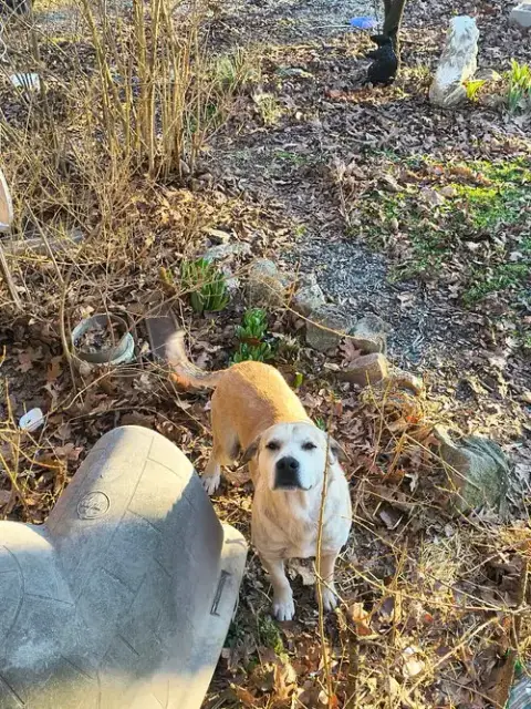 Dodger photo 2