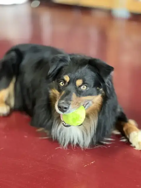 Brutus
