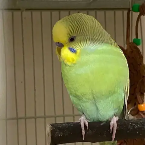 Gimlet