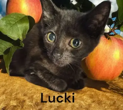 Lucki photo 4