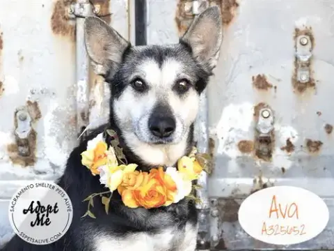 Ava
