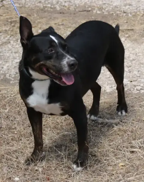 Brutus
