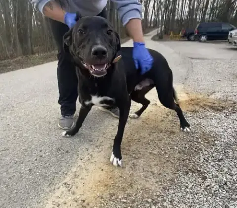 Sammy