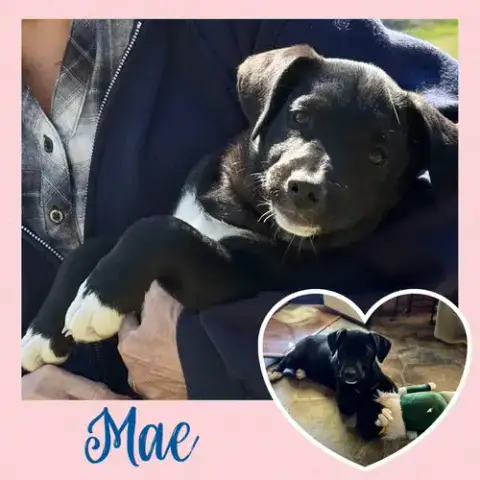 Mae