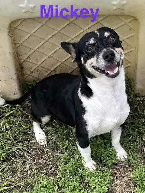 Mickey