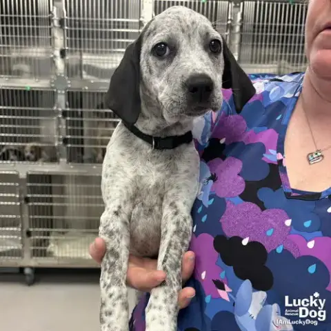 Miss Daisy