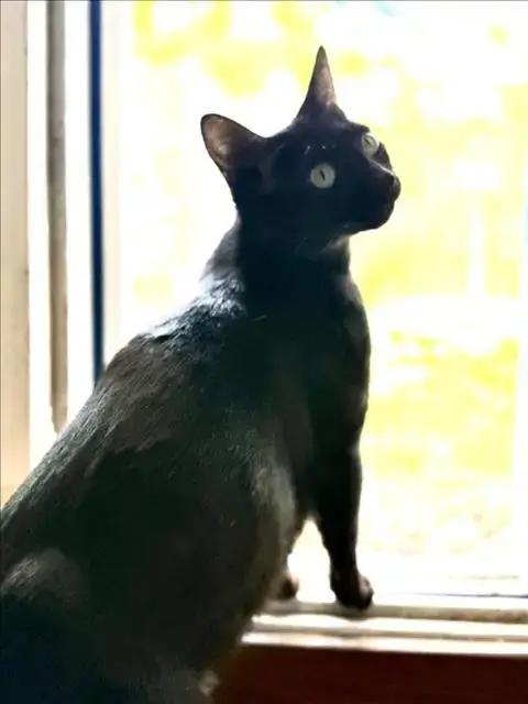 *Cricket