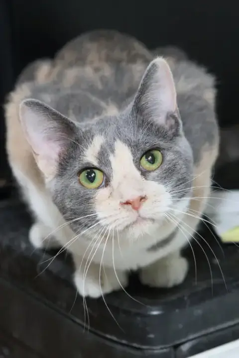 Jane