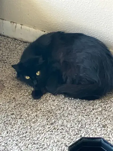 Minerva