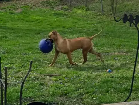 Nala photo 4