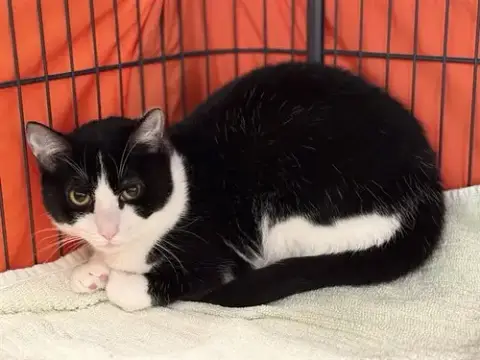Cleopatra