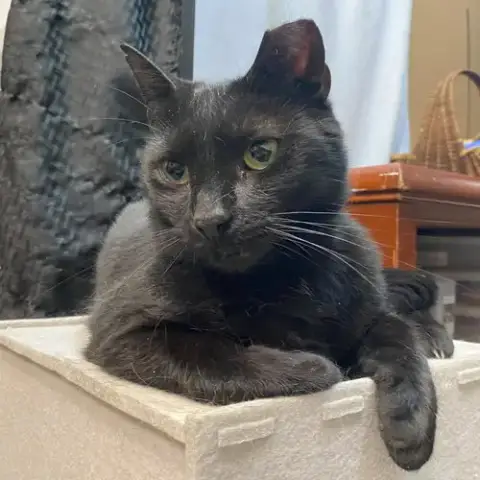 Jett