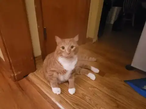 Goose