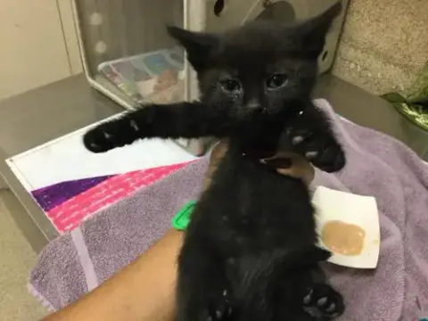 Cinder