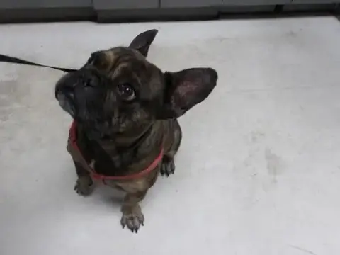 Mister