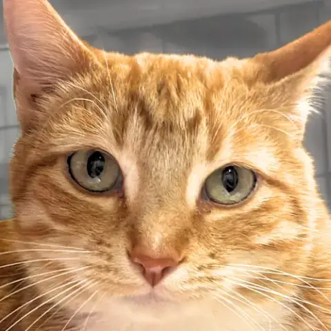 Simon