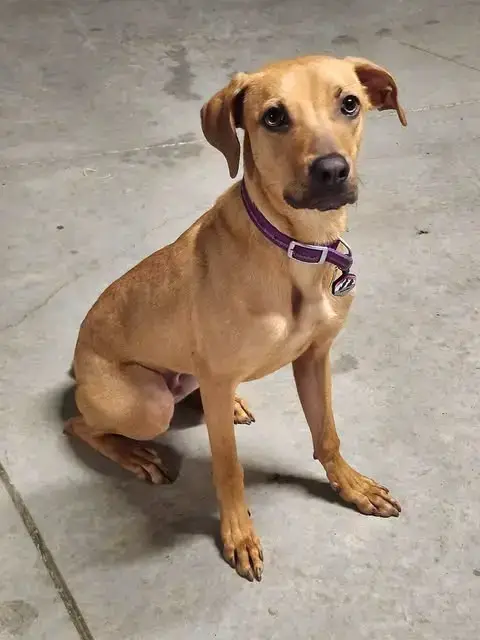 Bohdi photo 3