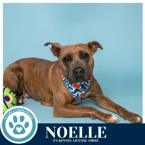 Noelle photo 3