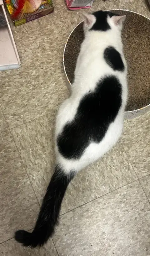 Patches-Purring Sidekick! photo 4