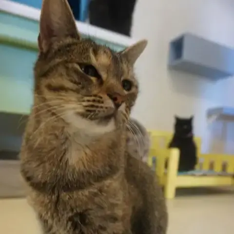 Zelda photo 5