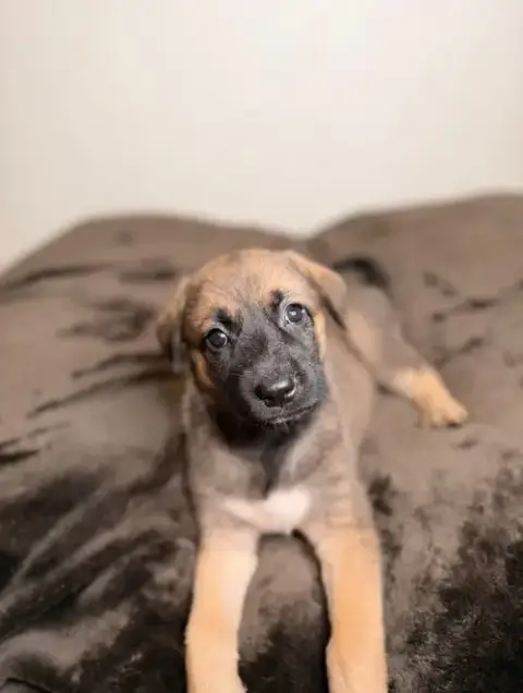 Bibble