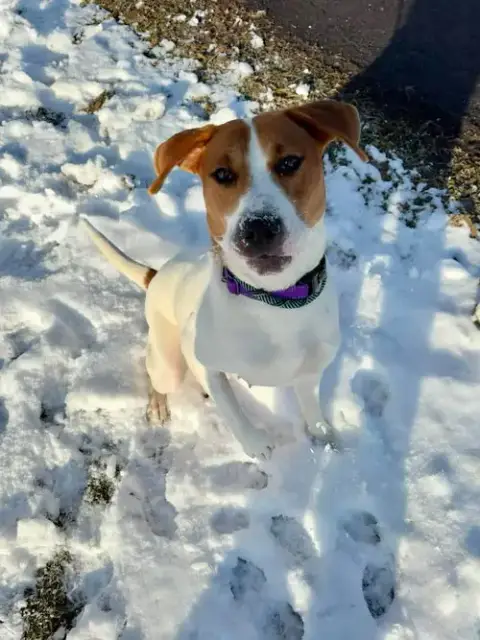 Hazel
