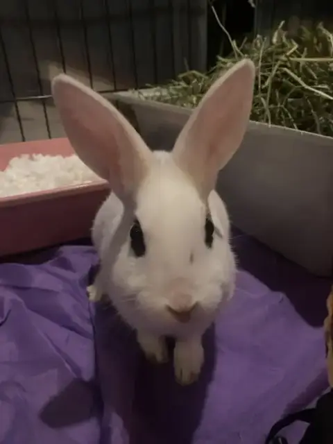 Luna'S Mars Rabbit Kit photo 3