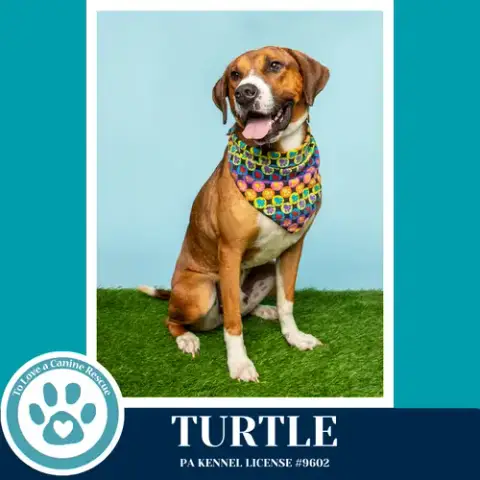Turtle 041126 photo 2