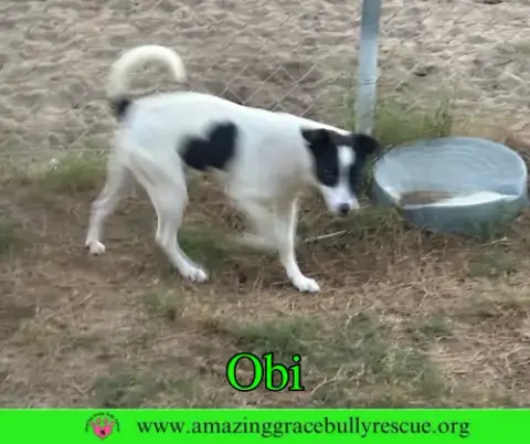 Obi photo 5