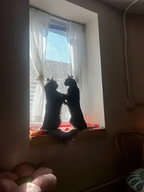 Kiki / Minnie photo 2