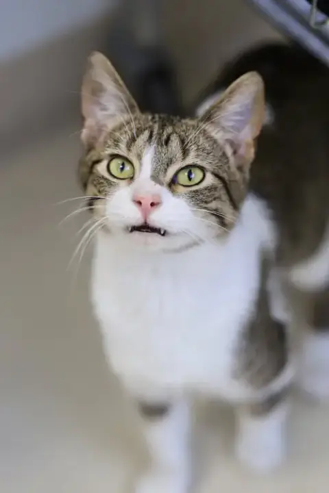 Juan