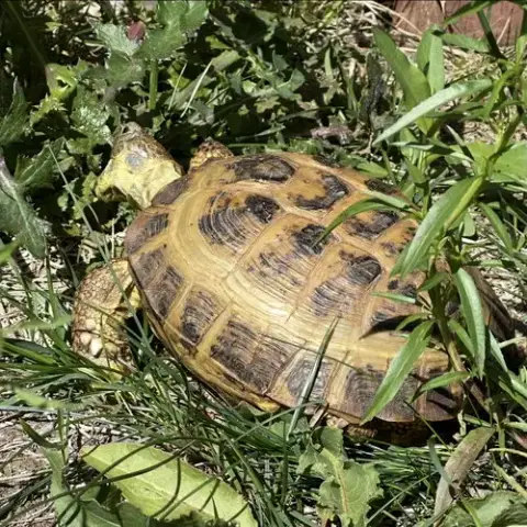Torty photo 2