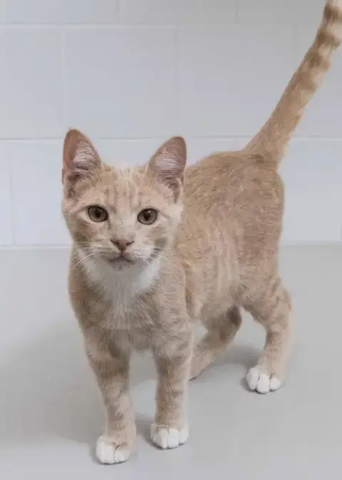 Loki