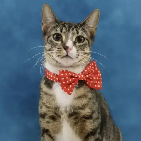Tippy