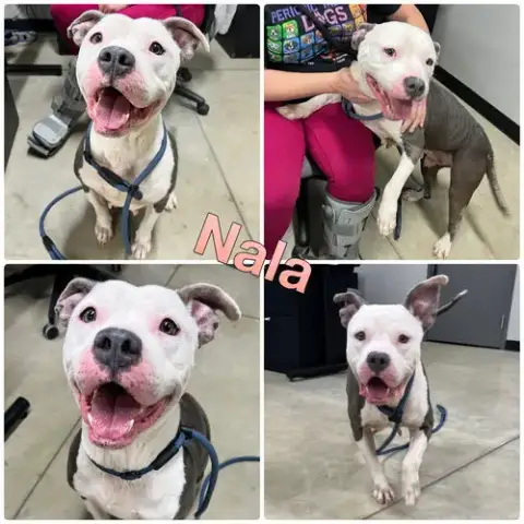 Nala