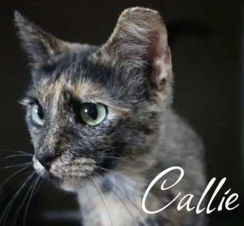 Callie