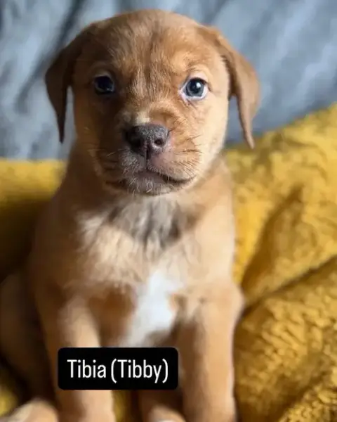 Tibby photo 2