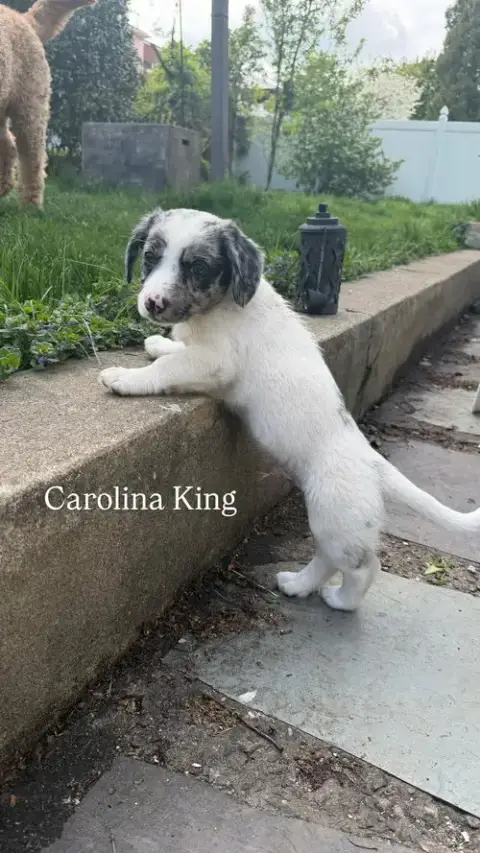 Carolina King