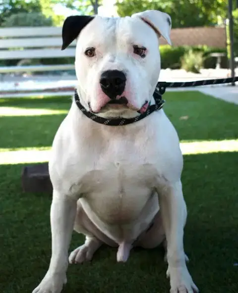 Sir Charles