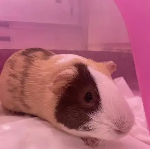 Klaus
