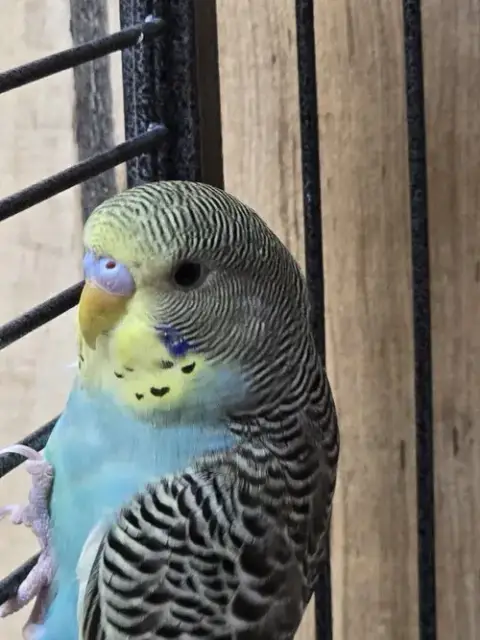 Chico