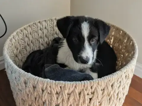 Pawpeye