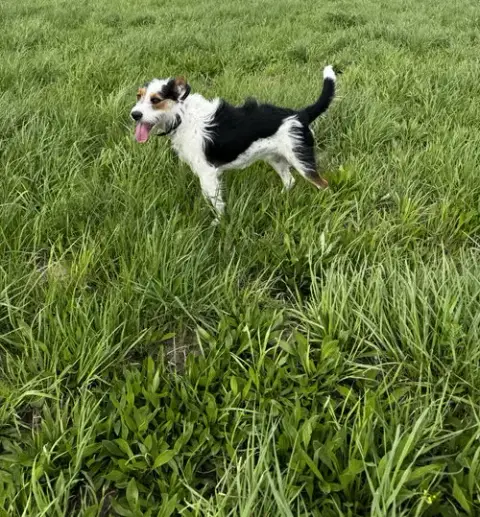 Finn photo 2