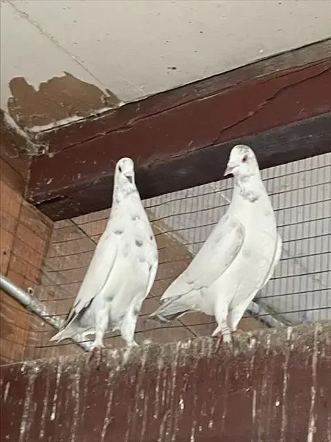 Paloma Pigeon