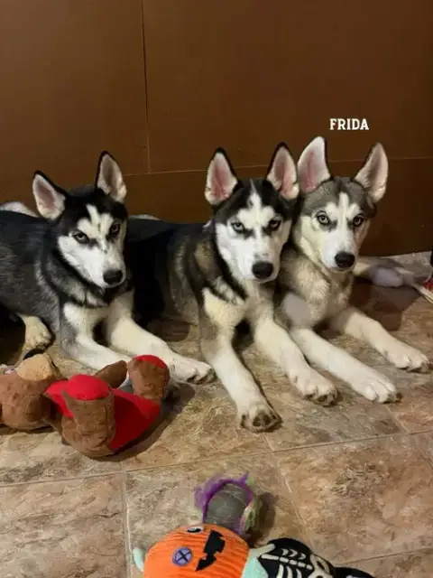 Frida photo 4