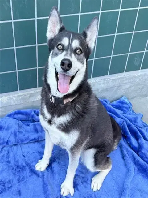 Juno