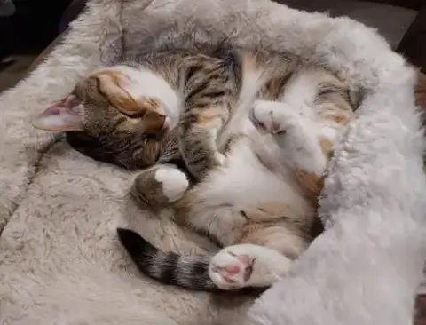 Precious Cuddles photo 2