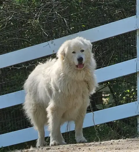Levi *Sanctuary Dog* In Nh photo 2